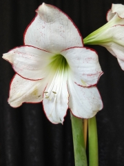 Амарилис (Amaryllis)