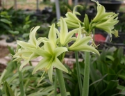 Амарилис (Amaryllis evergreen)