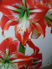 Амарилис (Amaryllis)