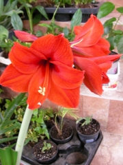 Амарилис, червен (Amaryllis)