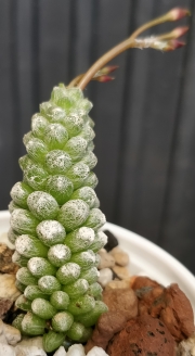 Анакампсерос (Anacampseros crinita)