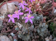 Анакампсерос (ANACAMPSEROS filamentosa)