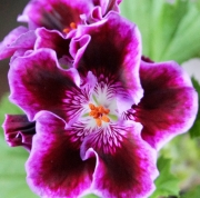 Английско мушкато, алба (Pelargonium grandiflorum)