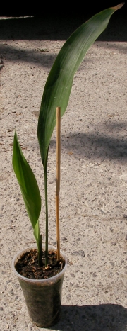 Аспидистра, Семейно щастие (Aspidistra)