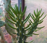 Аустроцилиндропунтия (Austrocylindropuntia subulata)
