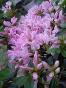 Азалия,рододендрон  розов (Azalea  Rhododendron)