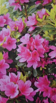 Азалия (Azalea)