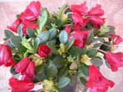 Азалия градинска (Azalea japonica)