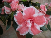 Азалия, градинска, Рододендрон, розова (Azalea indica, Rhododendron, pink)