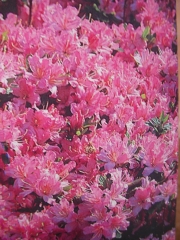 Азалия розова (Azalea japonica)