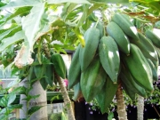 Бабако, шампанов плод (Carica Pentagona)