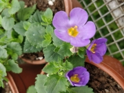 Бакопа лилава (Bacopa)