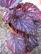 Бегония (Begonia)