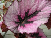 Бегония (Begonia)