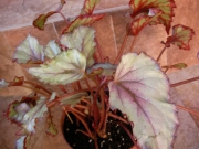 Бегония (Begonia)