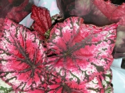 Бегония рекс (Begonia Rex)