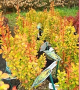 Берберис (Berberis Golden Rocket)