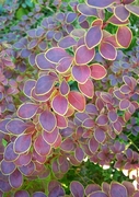 Берберис (Berberis thunbergii)