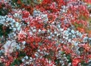 Берберис (berberis parkjuweel)