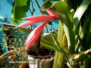 Билбергия (Billbergia nutans)