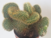 Борзикактус кристата (Borzicactus cristata)