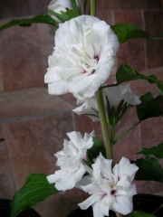 Бял хибискус, кичест, градински (Hibiscus jeanne darc)