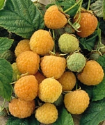 Жълта малина (Rubus idaeus)
