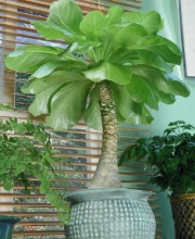 Бригхамиа Хавайска палма (Brighamia insignis Hawaiian palm)