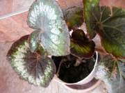 Царска Бегония (Begonia rex)