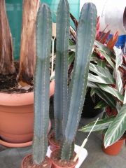 Цереус (Cereus)