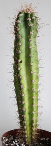 Цереус (Cereus)