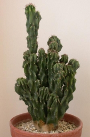 Цереус, малък (Cereus hildmannianus v. monstrose)