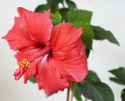 Червен Хибискус кичест, стаен (Hibiscus)