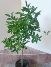 Цитрус Митис, Каламондин, голям (Citrus mitis, Calamondin)
