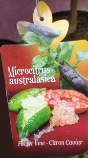 Цитрус пъстров лайм (Microcitrus australasica Finger lime Citron Caviar)