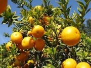 Цитрус Шиното, Киното (Citrus myrtifolia chinotto)