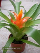 Гуцмания, малка (Guzmania)