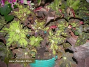 Тигрова Бегония (Begonia tiger)