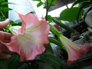Датура Бругманзия, Ангелски тромпети (Datura Brugmansia)