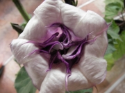Датура Метел, голяма (Datura metel)
