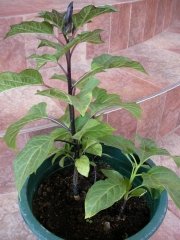 Датура Метел и жълта кичеста датура (Datura metel)