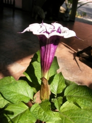 Датура Метел семена (Datura metel)