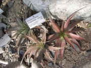 Деутерохния (Deuterocohnia longipetala)