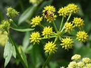 Девисил (Levisticum officinale)