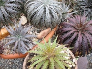 Дикия (dyckia marnier-lapostollei var.estevesii)