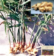 Джинджифил (Zingiber officinale)