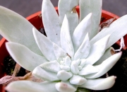 Дудлея (Dudleya caespitosa)