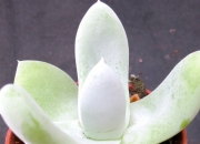 Дудлея (Dudleya pachyphytum)