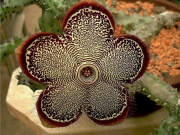 Едитколея грандис (Edithcolea grandis)
