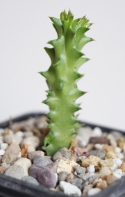 Едитколея грандис (Edithcolea grandis Wangala)